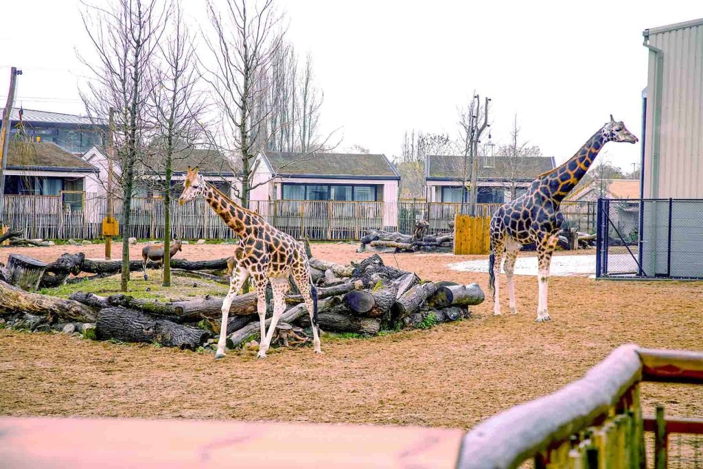 Image shows giraffes outside one of the lodges at Chester Zoo